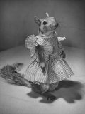 Squirrel Wearing a Baby Doll's Dress