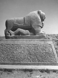 Lion in the Ruins of the Temple of Nebuchadnezzar in the Ruins of Babylon