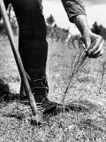 Man Planting Pine Tree Seedlings
