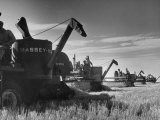 Buy Combines Being Used to Harvest Wheat at AllPosters.com