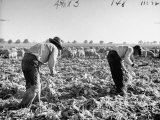 Mexican Farm Workers Harvesting Beets