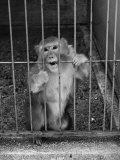 Monkey Biting the Bars on His Cage at the Brookfield Zoo