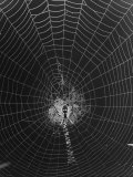 Spiders and their Webs