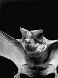 Buy California Mastiff Bat, A.K.A. "Eumops" at AllPosters.com