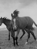 Yearlings Playing Together in the Paddock at Marcel Boussac's Stud Farm and Stables