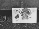 Buy Author Vladimir Nabokov's Doodlings at AllPosters.com
