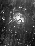 Underside of an Sea Urchin, with a Closeup of its Mouth Parts