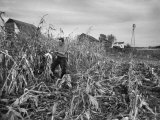 Farmer Hugh Landa Looking at Corn on His Farm