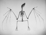 Buy Skeletal Structure of a Bat at AllPosters.com