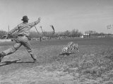 Greyhounds Being 