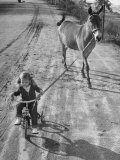 Little Girl Riding Her Tricycle, Leading Francis the Mule
