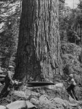 Excellent Set Showing Lumberjacks Working in the Forests, Sawing and Chopping Trees