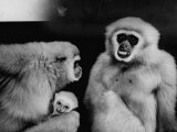 Gibbon Monkeys Living at the Bronx Zoo