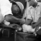 Monkey Getting Medical Attention on a Monkey Colony