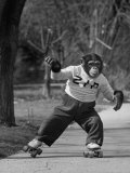 Performing Chimpanzee Zippy Riding on Skates