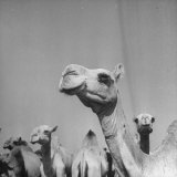 Camels Being Sold at Animal Market
