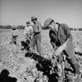 Mexican Farm Workers Harvesting Beets