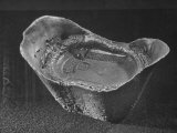 Buy Chinese Silver Ingot at AllPosters.com