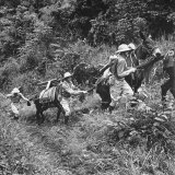 Men and Pack Animals Climbing a Steep Hill