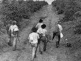 Coffee Workers Walking Along a Path Through the Fields