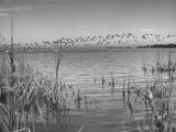 Large Flock of Canadian Geese Flying over Water