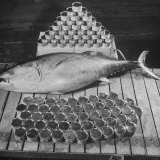 Tuna and Cans of Tuna