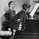 French Poodles Sitting at Piano with Woman