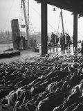 Buy Hundreds of Fish Being Sold at the "Fish Market" at AllPosters.com