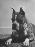 Boxer Bang Away, of Sirrah Crest, Posing for Photograph