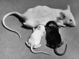 Baby Mice Suckling Off their Mother