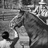 Clydesdale Horse, Used for Brewery Promotion Purposes, on the Anheuser-Busch Breeding Farm