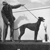Arranging Greyhound Winner for Picture with its Trophy