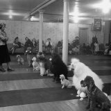 Poodle's Being Trained in Obedience School