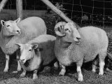Breeding Short Legged Ancon Ram to Normal Ewe, Produces a Short Breed Lamb Which Cannot Jump Fences
