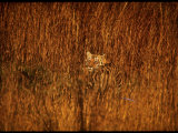 Tiger, Camouflaged Amidst Tall, Golden Grass, Setting Out at Dusk for Night of Hunting