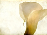 Detail of Calla Lily