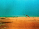 Kite Flying on Golden Beach