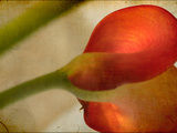 Study of Red Flower