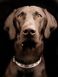 Jake