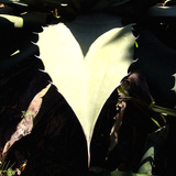 I See Hearts