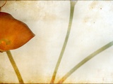 Study of Calla Lily