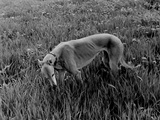 Greyhound in Field