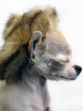 Faux Fur Hat