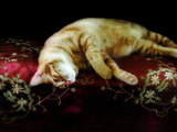 Horizontal Ballet