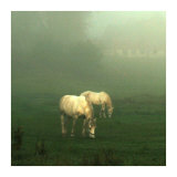 White Horses Field I