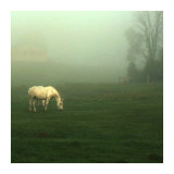 White Horses Field II
