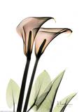 Buy Crystal Flowers, Lily Pair at AllPosters.com