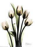 Buy Crystal Flowers, Tulip Bouquet at AllPosters.com