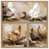 Buy Poules Blanches et Coq at AllPosters.com
