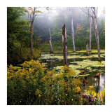 A Misty Morning I